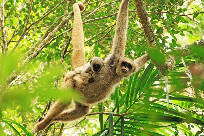 Muriqui-do-Norte - Cr&eacute;dito: Theo Anderson - Acervo Biodiversitas