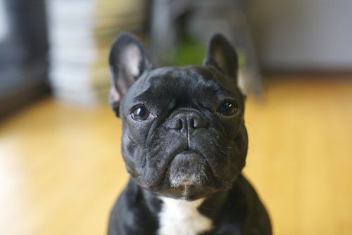 Encontro de Buldogue Franc&ecirc;s - Cr&eacute;ditos: divulga&ccedil;&atilde;o 