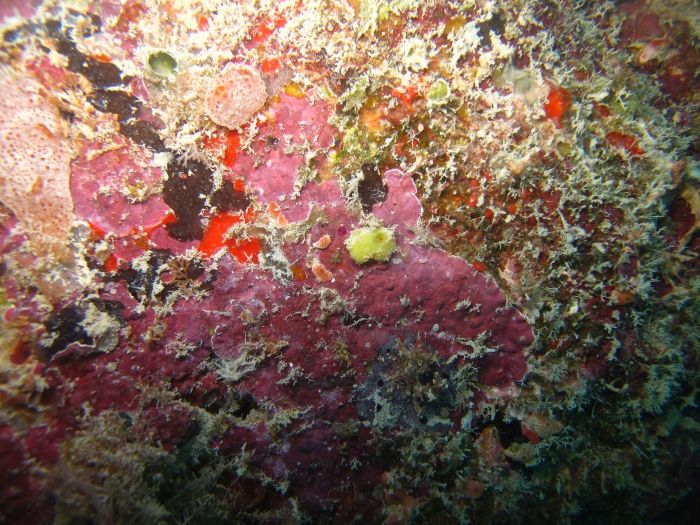 Com essas, Brasil tem 77 esp&eacute;cies registradas da classe Calcarea - Foto: Fernanda Azevedo 