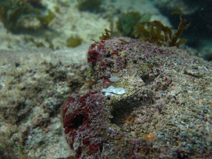 Esponjas calc&aacute;rias s&atilde;o um dos seres vivos mais antigos do planeta - Foto: Fernanda Azevedo 