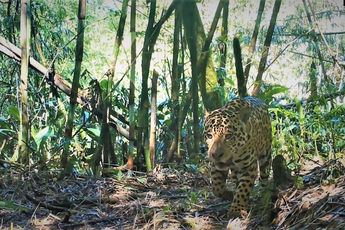 Foto: Grandes Mamíferos Serra do Mar/Divulgação 